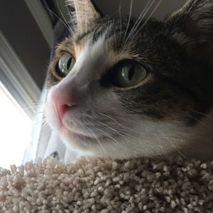 Meet your Posher, Castro